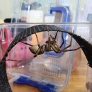 황닷거미 암컷 큰<b>통</b>으로 <b>이사</b>