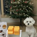 별별강아지 | 강아지 노즈워크 장난감 펫트너스 별별 노즈워크 돌돌이 분리불안 해소