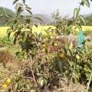 병현농장 이미지