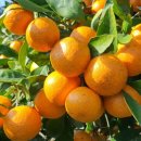 온주농장 이미지