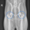 배방동물병원 이미지