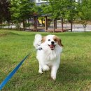 도그다움 이미지