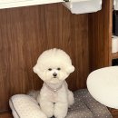 온댕 이미지