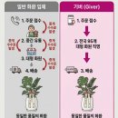 제주시 대형 극락조 개업화분 배송 후기