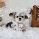 #아름답개 이미지