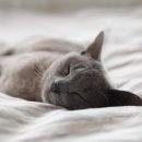 러브펫 반려동물장례식장 이미지