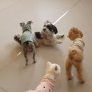 버블독스 영암삼호점 | 알라뷰 마이땅❤︎