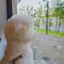 미소동물병원 이미지