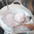 봉구애견미용샵 이미지