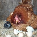 황성농장 이미지