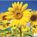 홉스쿨 유치원 이미지