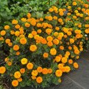 누리D&B | [누리랑 뉴욕 Day 6] 브루클린 식물원 / 뉴욕 현대미술관 MoMA