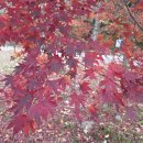 단풍나무의 단풍이 붉은색과 노란색으로 각각 다르게 드는 이유? 이미지