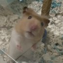 라이징 썬 이미지