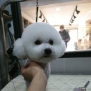 꼬마애견샵 이미지