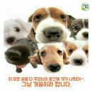 개꿈 이미지