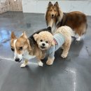 리츠펫 서산호수공원점 | 내포에서 서산까지 40분｜그래도 선택한 애견유치원 리츠펫