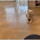 스타애견미용 네이버블로그