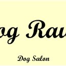 도그라움 이미지