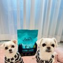 몽실펫 | 15살 8살 강아지 [왓더펫 지미니] 귀뚜라미 곤충사료 후기 알러지사료 추천