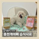 홍천 개아빠 이미지