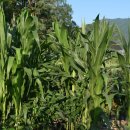 대해농장 이미지