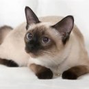 혜인종합 동물병원 이미지