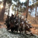 잣나무집 이미지