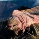 이구아나 이미지