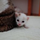 안나그루밍 이미지