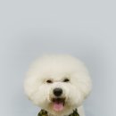 숑숑펫살롱 이미지