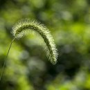 강아지풀 - 보령시 남대천로 96 | 강아지풀