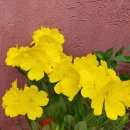 노란 꽃들~ 이미지