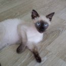 레오그루밍 이미지