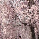 창녕 영산 만년교 이미지