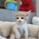 도그마루 강아지고양이 안산점 이미지
