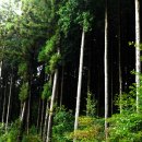 편백나무숲 이미지