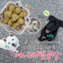 여니네 펫공방 이미지