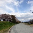 낙동강제방(강서30리벚꽃길) 이미지