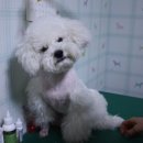 비비전