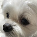 원흥동물의료센터 이미지