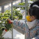 딸기를 요리조리, 새콤달콤 겨울 체험, 김해 클라우드베리 - 추천! 가볼 만한 곳 이미지