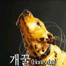 레인보우멀티샵 네이버블로그
