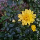 솜반천로 이미지