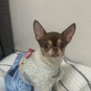 복덩이네 강아지 | 다이소 강아지 한복 후기｜추석 한복 입은 자두의 귀여움 폭발🐾