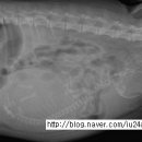 의정부 24시 IU 동물병원 이미지