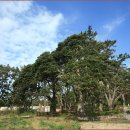 관매도 후박나무 이미지