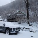 벚나무길 이미지