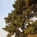 식산봉의 황근자생지 및 상록활엽수림 이미지