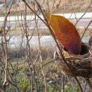 푸른 둥지 이미지